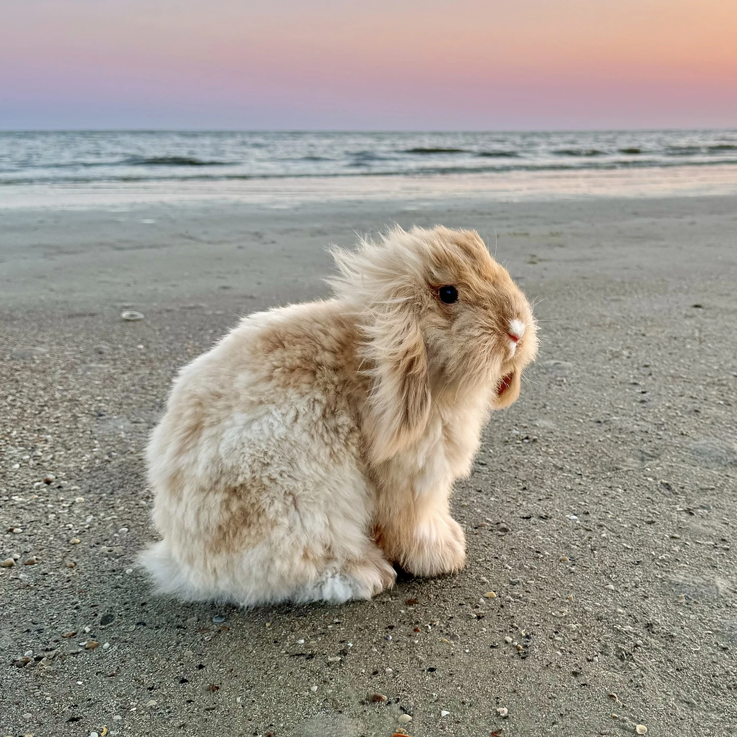 Koa the bunny on the beach.